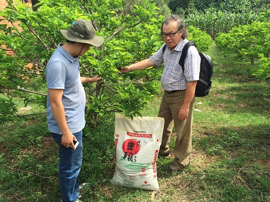 Sử dụng phân hữu cơ vi sinh Nhật trên cây mãng cầu Tây Ninh